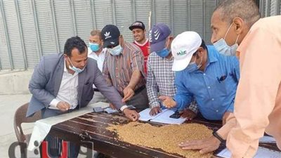 صوامع الإسماعيلية تبدأ في استلام محصول القمح المحلى | صور