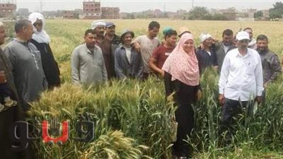 زراعة الشرقية تنفذ مدرسة حقلية بقرية ام الزين