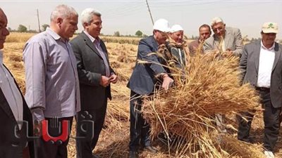 انطلاق موسم حصاد القمح بالشرقية