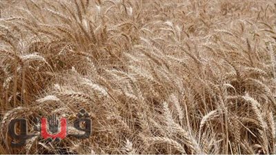 ربيع مصطفى: ٥١% من أراضي الفيوم مزروعة قمح | صور