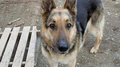 الأمن يكشف تفاصيل تعذيب كلب على يد حارس جراج بالهرم