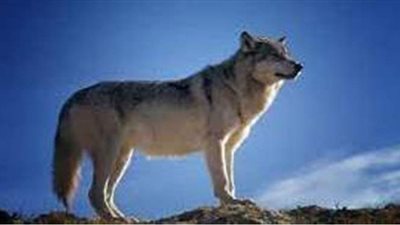 تفسير رؤية الذئب في المنام وعلاقته بالتوتر والقلق وتربص الأعداء