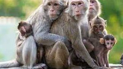 تفسير رؤية القرد فى المنام وعلاقته بالفقر والمرض والإفلاس