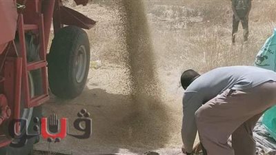 بدء حصاد محصول القمح بمحطة البحوث الزراعية بالإسماعيلية | صور