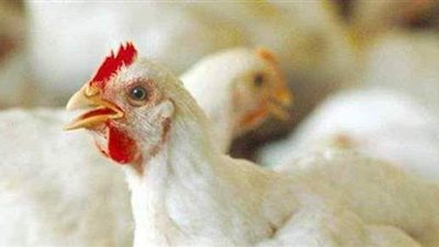 أسعار الدواجن اليوم الجمعة 23-4-2021 في الأسواق المصرية