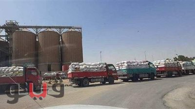 توريد 10 آلاف طن قمح للشون والصوامع والهناجر ببني سويف