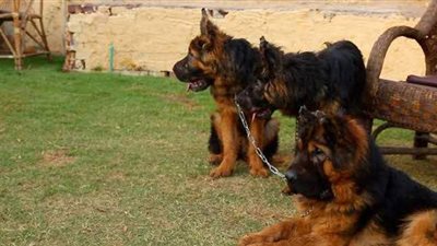 البريطانيون يتخلون عن كلابهم مع تخفيف قيود كورونا