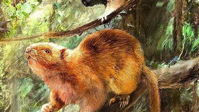 اكتشاف ثلاثة أنواع جديدة من فئران عملاقة عمرها عشرات آلاف السنين