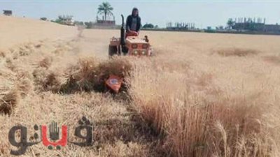 توريد 83 ألف و930 طن قمح بالشرقية