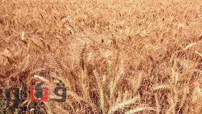 فرحة الحصاد تتحدى كورونا.. القمح يزين أراضي الشرقية.. 45 ألف فدان زيادة عن العام الماضي.. والصوامع والشون تستقبل 112737 طنا