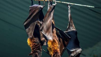 ظهر على خفافيش بريطانية.. نوع خطير من كورونا يهدد البشرية