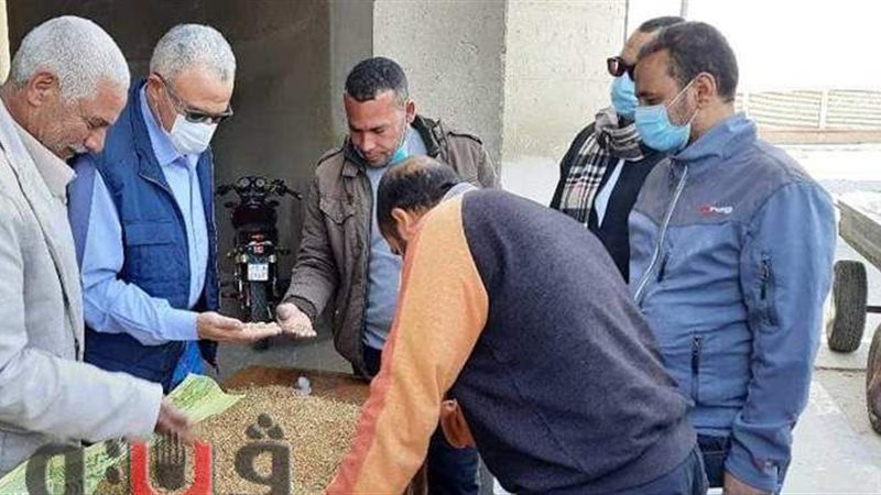 توريد القمح ببني