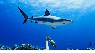 سمكة قرش تقتل رجلا في كاليدونيا الجديدة