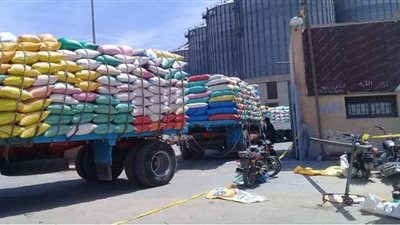توريد 21 ألف طن قمح بالمنوفية