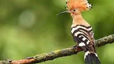 تفسير رؤية الهدهد في المنام وعلاقته بقدوم الخير