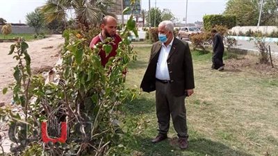 زراعة 1500 شجرة زيتون مثمرة بالحسينية في الشرقية