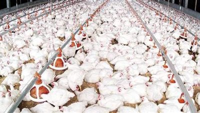 أسعار الدواجن اليوم الإثنين 26-4-2021 في الأسواق المصرية