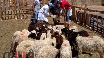 تحصين ١٠٧ آلاف ماشية وأغنام بالشرقية