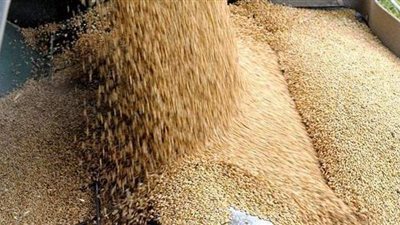 التموين: استلام 487 ألف طن قمح في الموسم الجديد