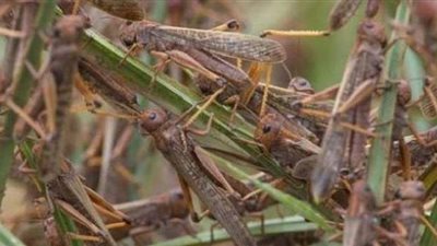 حدث نادر للغاية.. لبنان يكافح أسراب الجراد