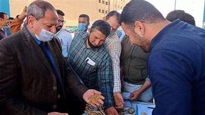 توريد 18 ألفا و 400 طن قمح بالمنيا