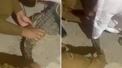 تمساح يتجول بحرية في منطقة القصيم بالسعودية.. والأمن يتحرك | فيديو