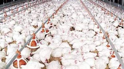 أسعار الدواجن اليوم الثلاثاء 27-4-2021 في المنيا