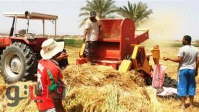 توريد 159 ألف طن قمح لشون الشرقية