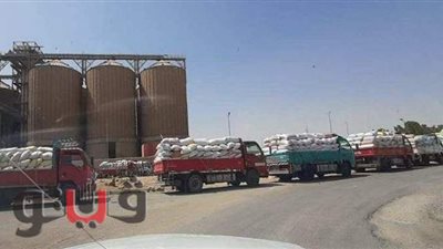 توريد 20 ألفا و379 طن قمح لشون وصوامع وهناجر بني سويف
