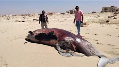 لحظة دفن دولفينين نافقين أمام أحد الشواطئ بمرسى مطروح | فيديو وصور