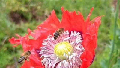 بعد ورود ذكره في «لعبة نيوتن».. عسل الأفيون يصنع من رحيق زهرة الخشخاش.. له فوائد طبية.. وكثرة استخدامه يسبب الإدمان