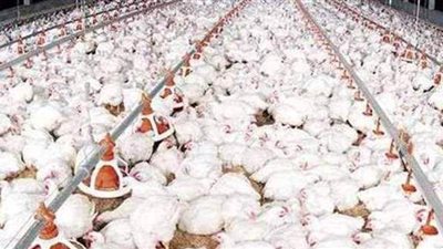 أسعار الدواجن اليوم الخميس 29-4-2021 في المنيا