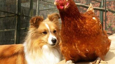 حقق ملايين المشاهدات.. دجاجة تطارد كلبا على طريقة توم وجيري | فيديو