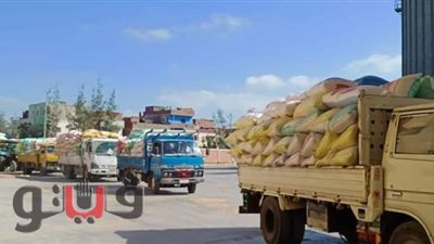 توريد 62 ألف طن قمح لصوامع وشون كفر الشيخ