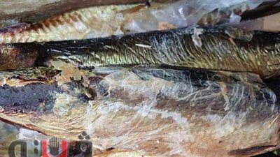 ضبط كميات من الرنجة والمواد الغذائية منتهية الصلاحية في الإسماعيلية| صور