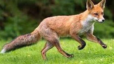 تفسير رؤية الثعلب في المنام وعلاقته بالتخلص من المشكلات والهموم والأحزان