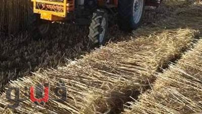 توريد 237 ألف طن قمح لصوامع الشرقية