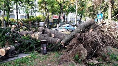 مصرع 11 شخصا وانهيار مبان وأشجار في رياح شديدة شرق الصين | فيديو