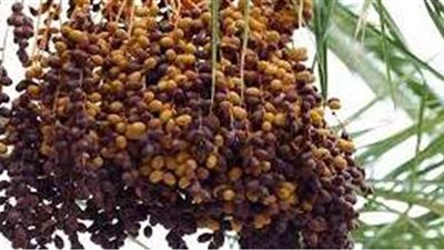 تفسيرحلم البلح في المنام وعلاقته بالصحة والعافية والرزق الحلال