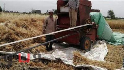 توريد 262 ألف طن قمح لصوامع الشرقية