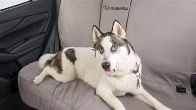 بدلا من احتضانهم أثناء القيادة.. طرق حديثة لحماية الحيوانات داخل سيارتك | صور