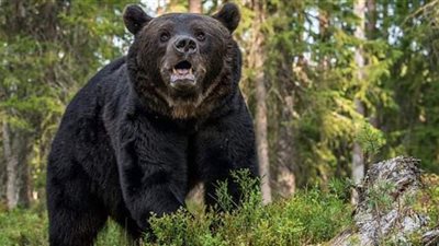 وفاة أمريكية في هجوم دب أسود