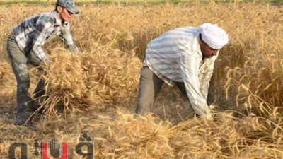 توريد 36 ألف طن قمح لشون وصوامع الغربية