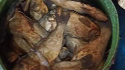 الصحة: إعدام 6 أطنان أغذية وأسماك مملحة ومدخنة فاسدة