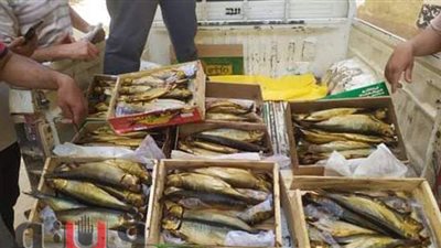 ضبط كميات من الرنجة الفاسدة قبل طرحها بأسواق الفيوم خلال شم النسيم