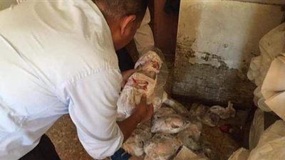 ضبط 27 كيلو فسيخ فاسد بالمنيا