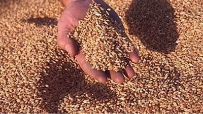 توريد 87 ألف طن قمح من مزارعي الوادي الجديد