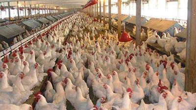 الداودى يعلن عن طرح ٢٥ ألف دجاجة ومنتجاتها بأسعار مخفضة في قنا