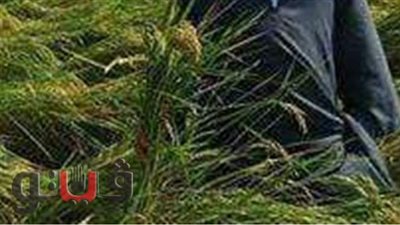 الفلاحين: زراعة مليون و74 ألف فدان أرز بـ 9 محافظات