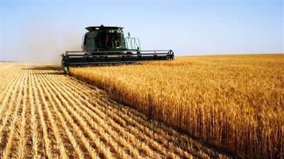 السعودية تقرر وقف استيراد القمح والشعير من كندا